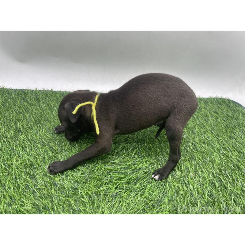 販売中の愛知県のイタリアングレーハウンド(イタグレ)-439897の2枚目