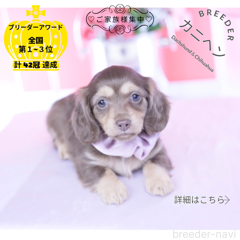 販売中の愛知県のカニンヘンダックスフンド(ロングヘアード)-437340