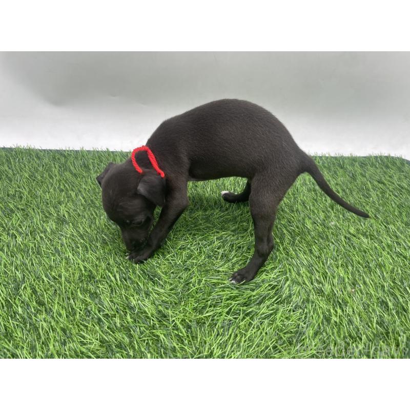 販売中の愛知県のイタリアングレーハウンド(イタグレ)-439898の4枚目