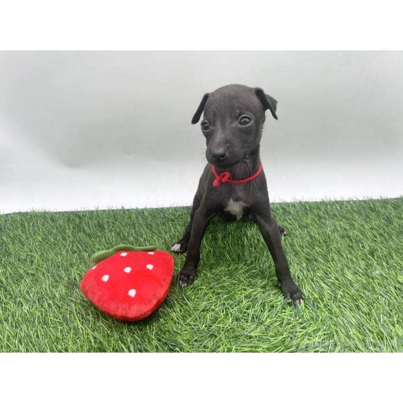 販売中の愛知県のイタリアングレーハウンド(イタグレ)-439898の2枚目