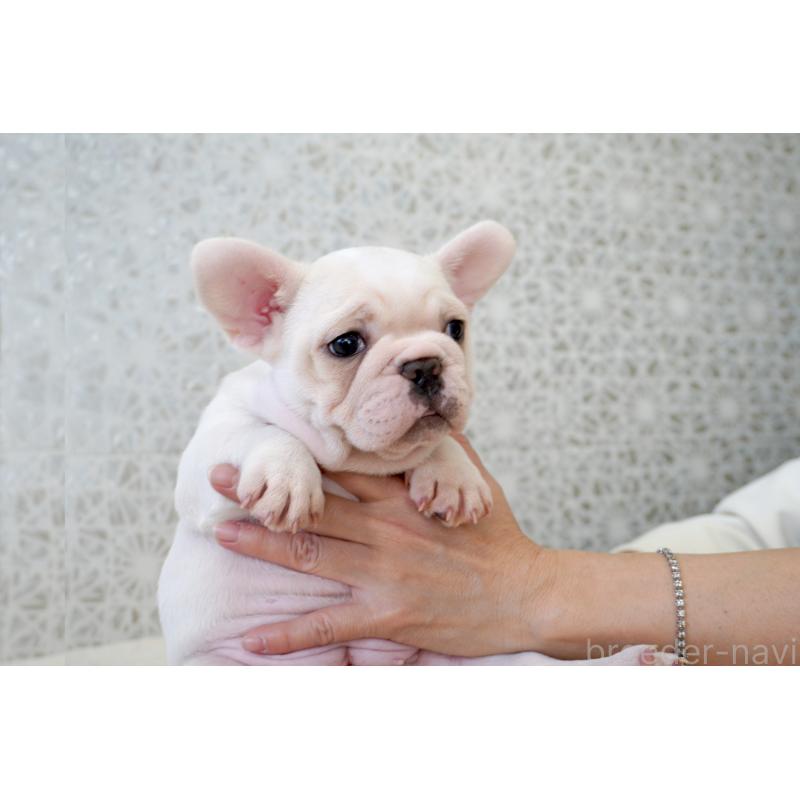 販売中の東京都のフレンチブルドッグ-439900の1枚目