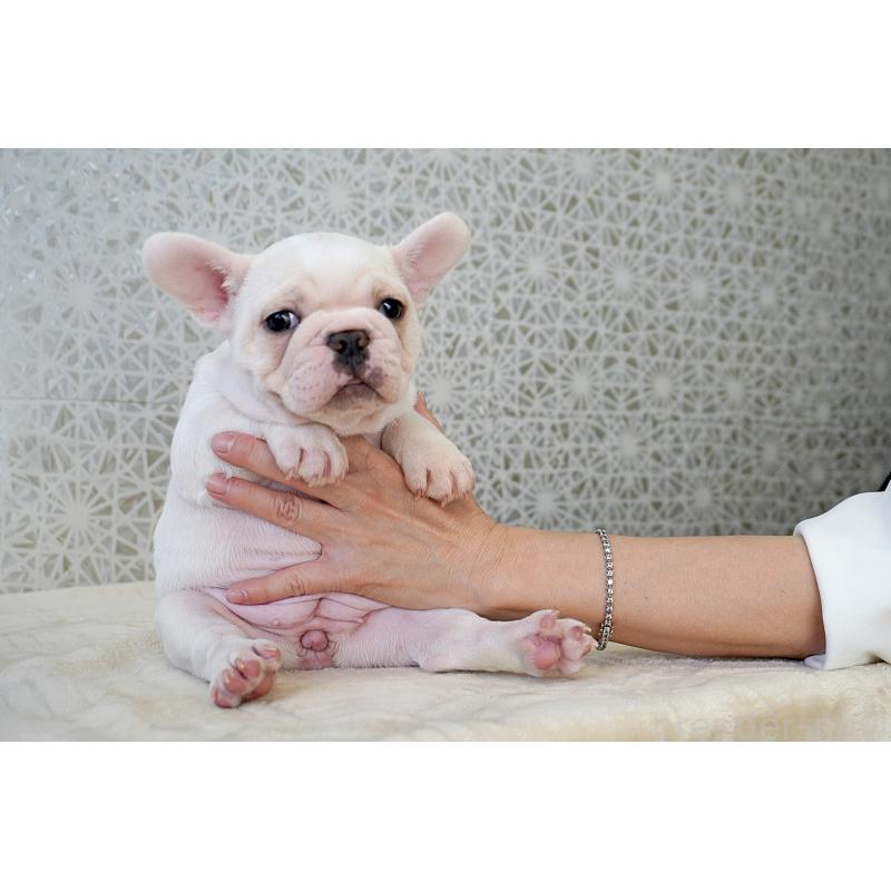 販売中の東京都のフレンチブルドッグ-439900の9枚目