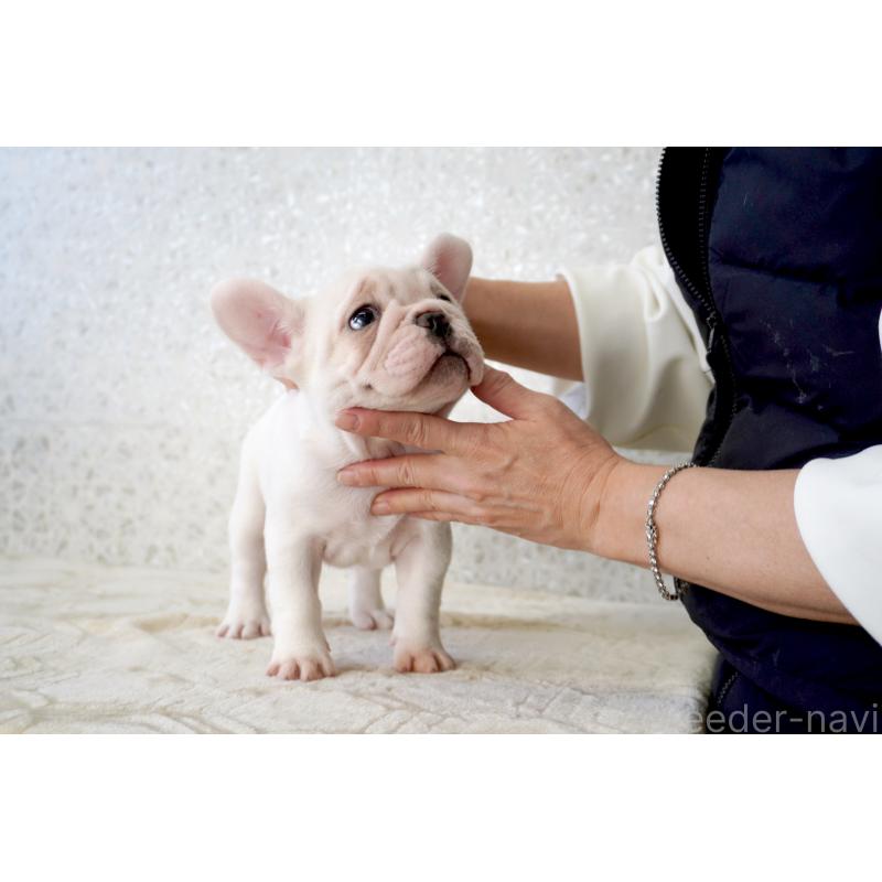販売中の東京都のフレンチブルドッグ-439900の8枚目