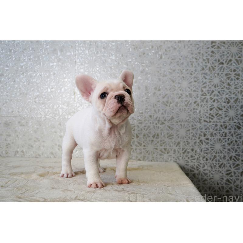 販売中の東京都のフレンチブルドッグ-439900の7枚目