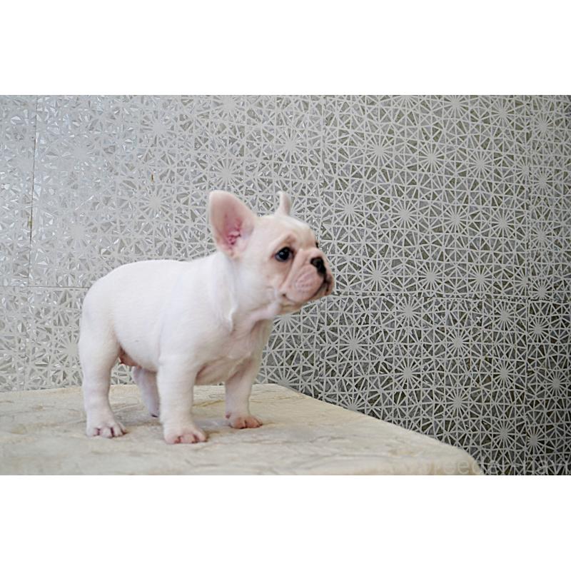 販売中の東京都のフレンチブルドッグ-439900の6枚目