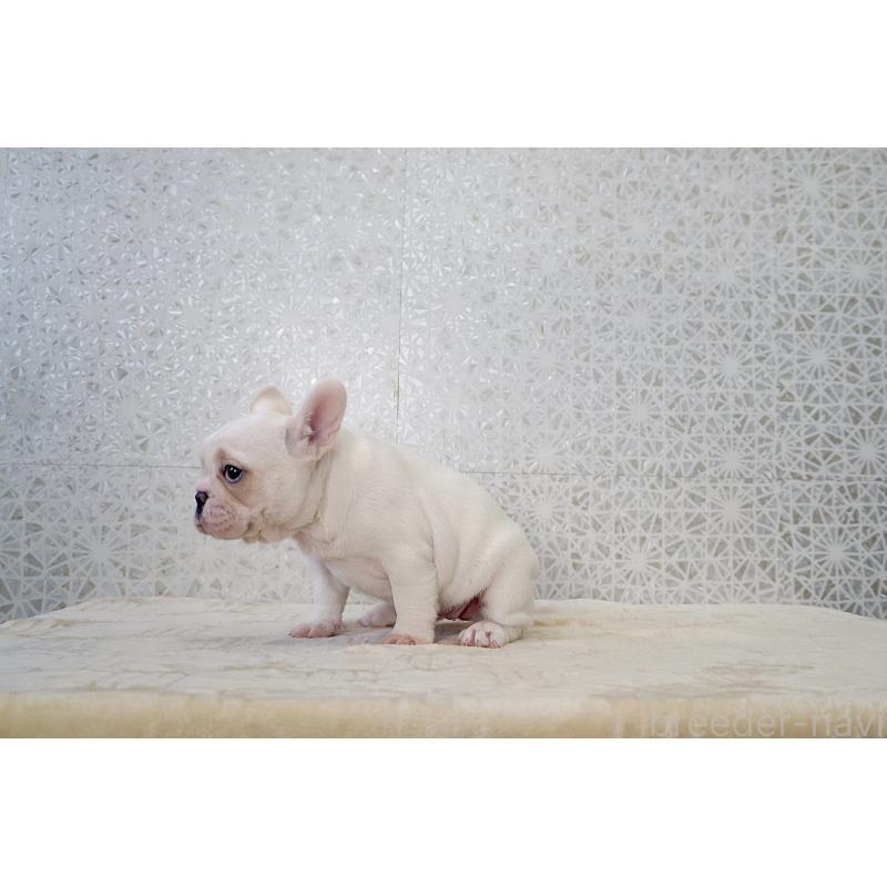 販売中の東京都のフレンチブルドッグ-439900の4枚目