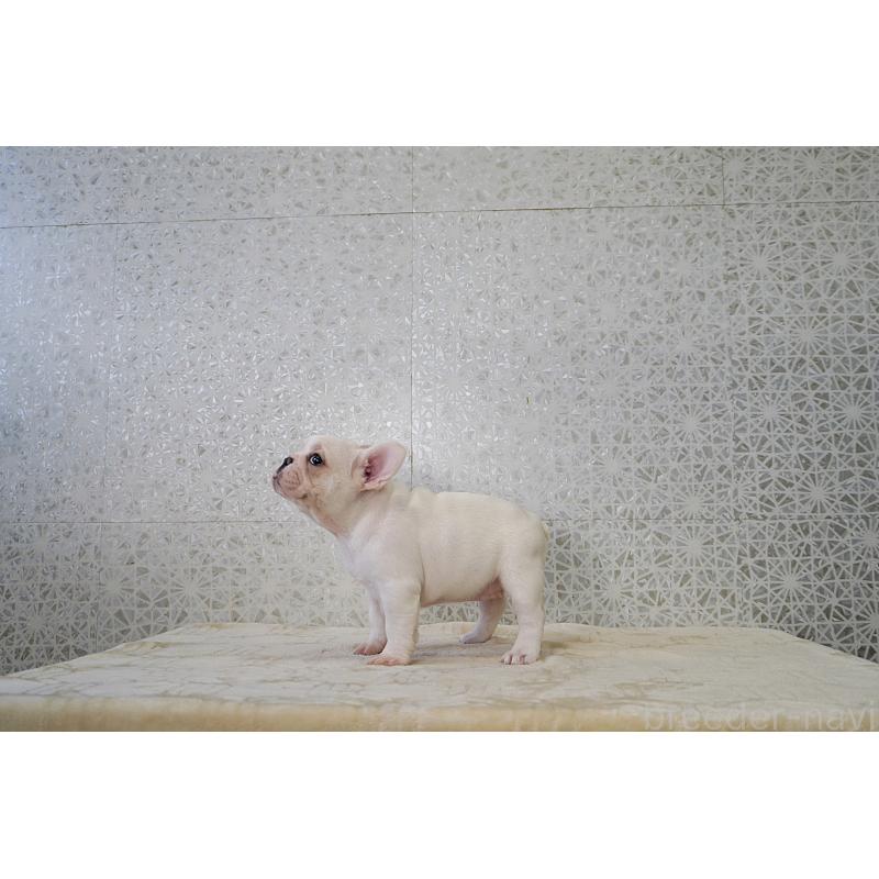 販売中の東京都のフレンチブルドッグ-439900の3枚目