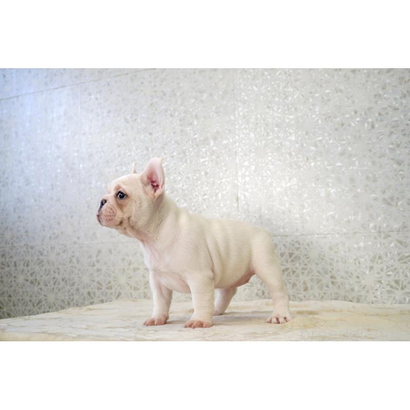 販売中の東京都のフレンチブルドッグ-439900の2枚目