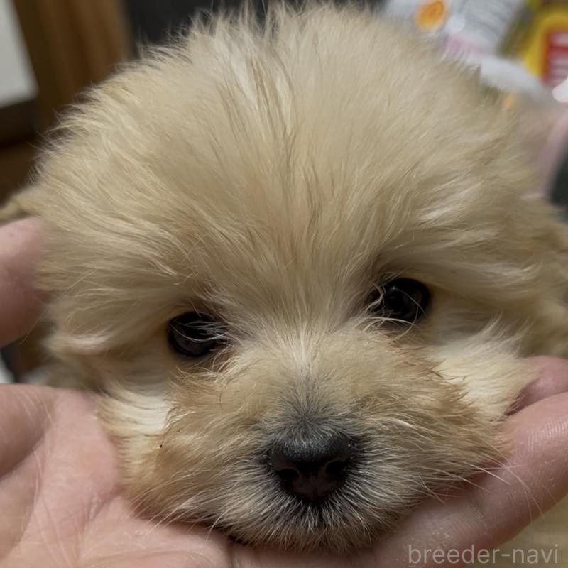 成約済の東京都のミックス犬-438281の1枚目