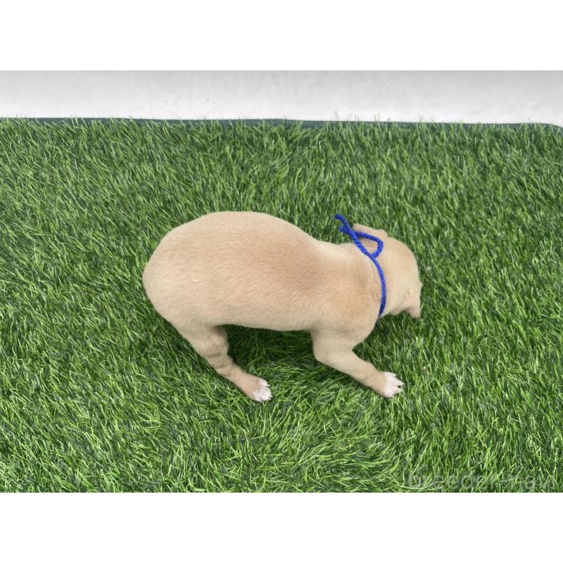 販売中の愛知県のイタリアングレーハウンド(イタグレ)-439899の4枚目