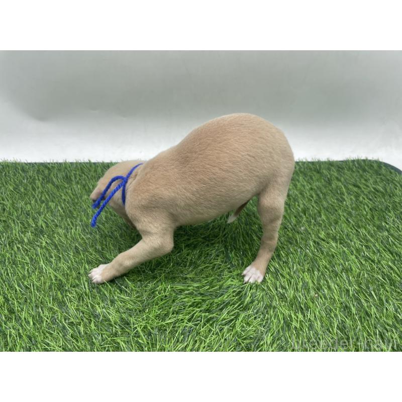 販売中の愛知県のイタリアングレーハウンド(イタグレ)-439899の3枚目