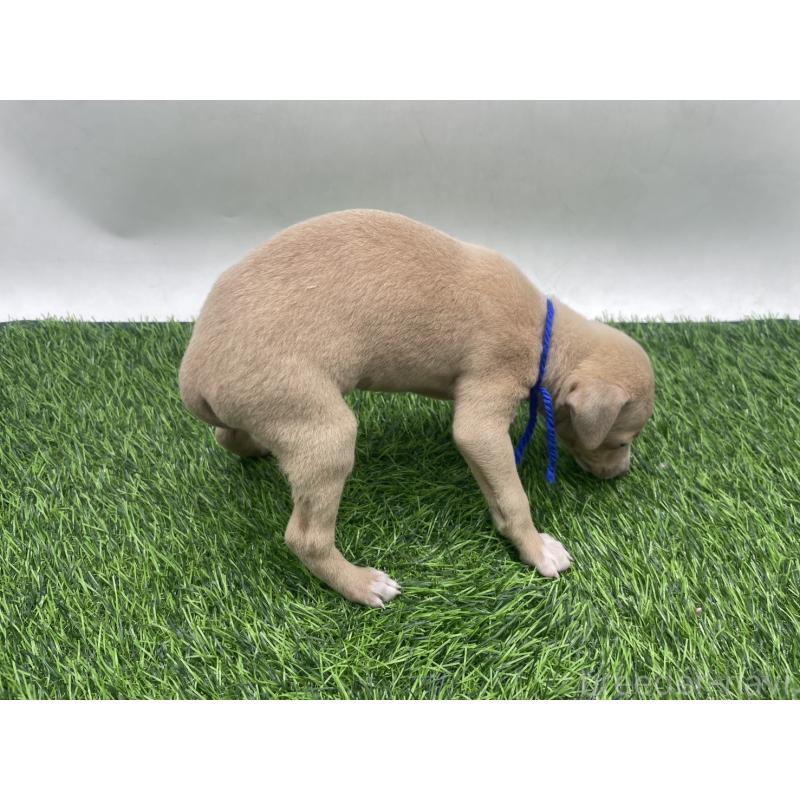 販売中の愛知県のイタリアングレーハウンド(イタグレ)-439899の2枚目