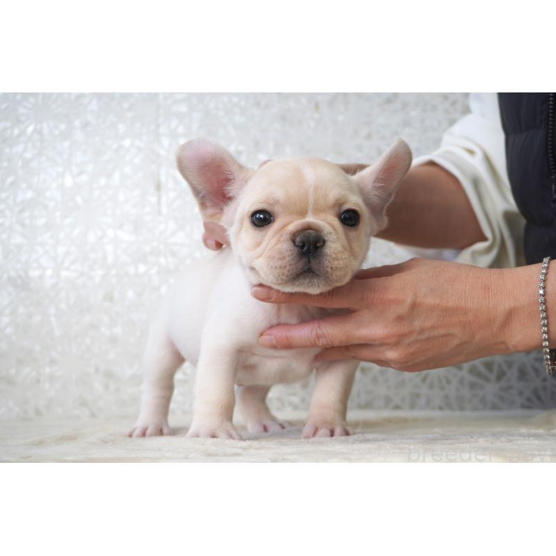 販売中の東京都のフレンチブルドッグ-439902の1枚目