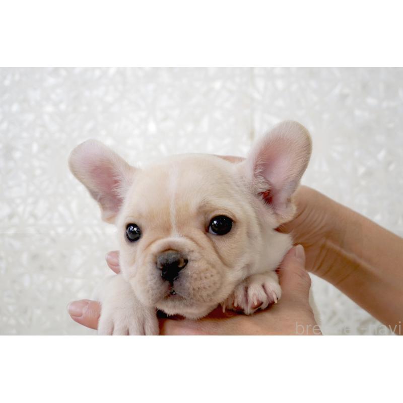 販売中の東京都のフレンチブルドッグ-439902の8枚目