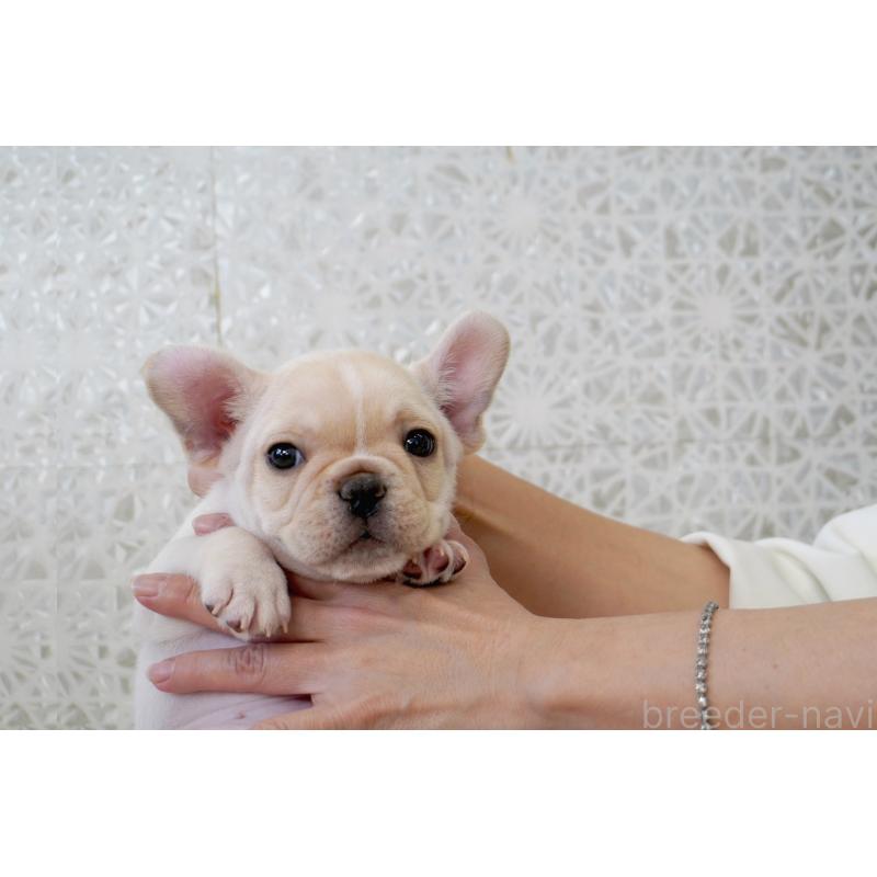 販売中の東京都のフレンチブルドッグ-439902の7枚目