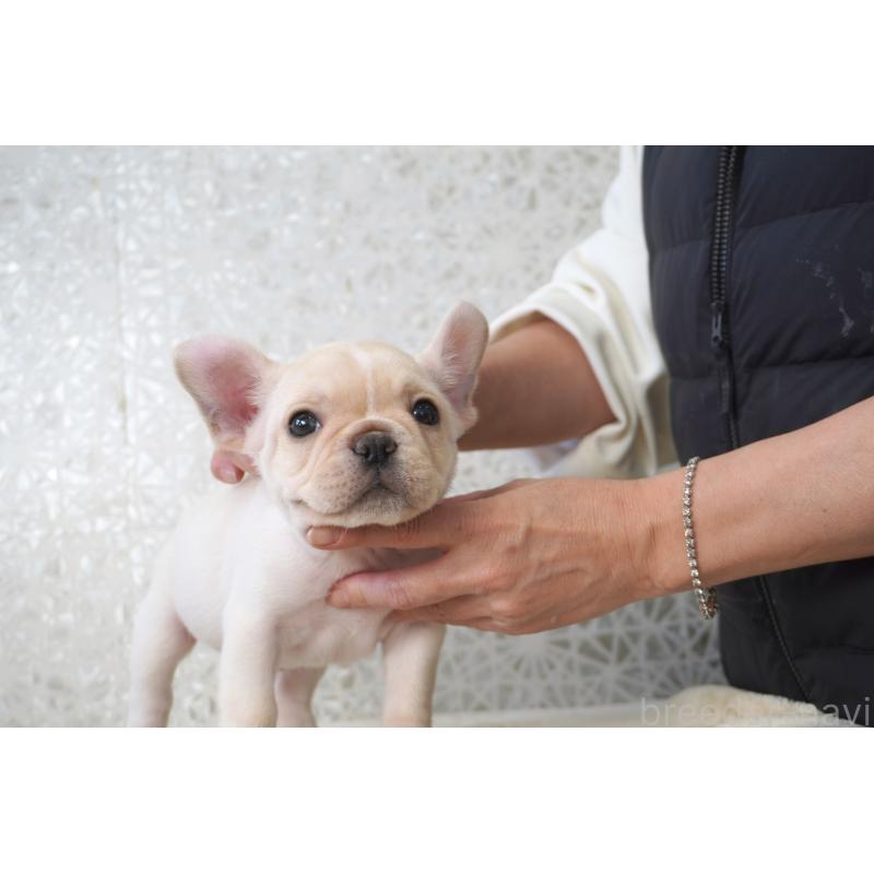 販売中の東京都のフレンチブルドッグ-439902の6枚目