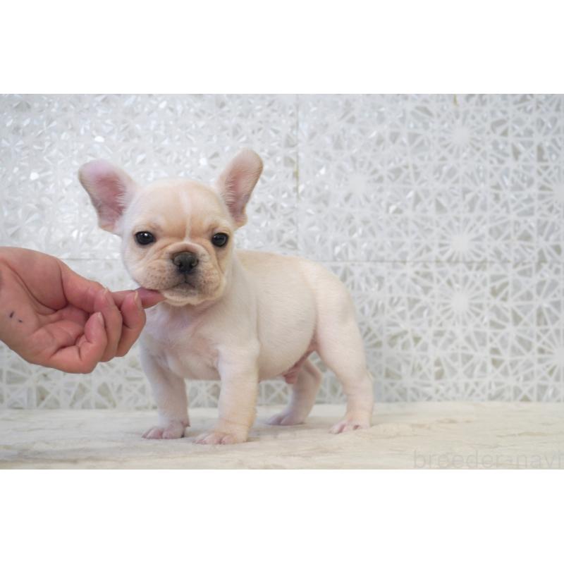 販売中の東京都のフレンチブルドッグ-439902の4枚目