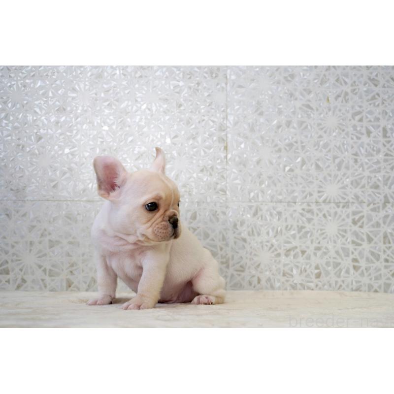 販売中の東京都のフレンチブルドッグ-439902の2枚目