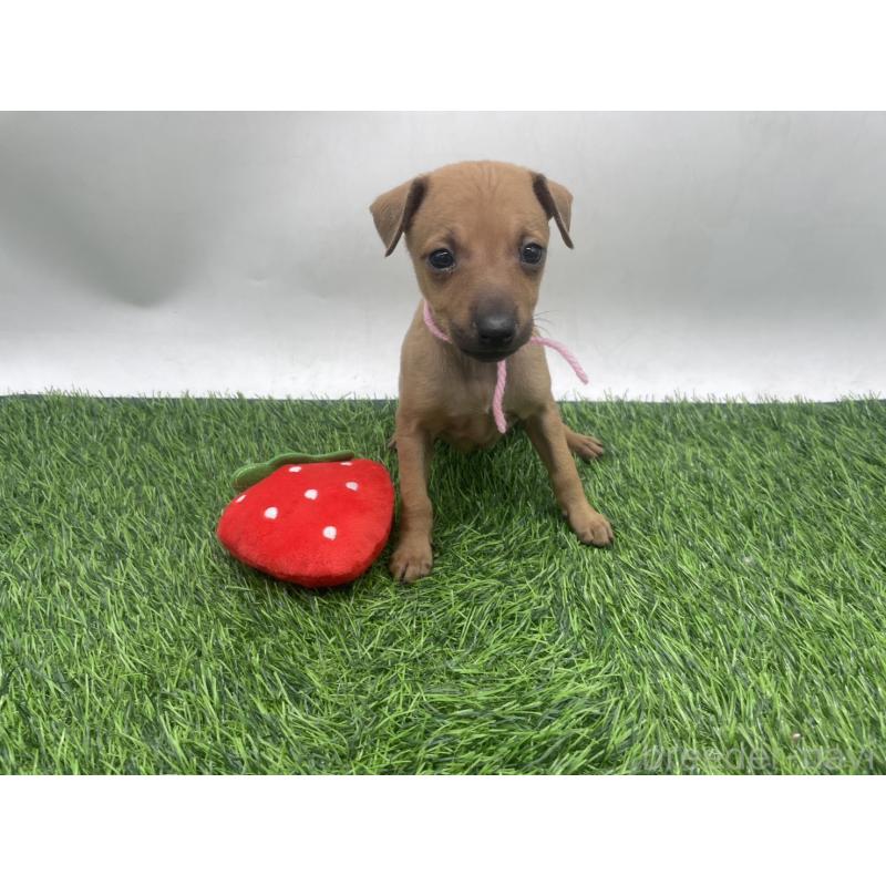 販売中の愛知県のイタリアングレーハウンド(イタグレ)-439901の5枚目