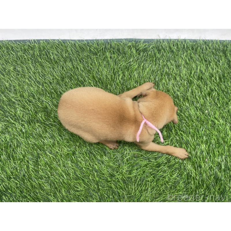 販売中の愛知県のイタリアングレーハウンド(イタグレ)-439901の4枚目