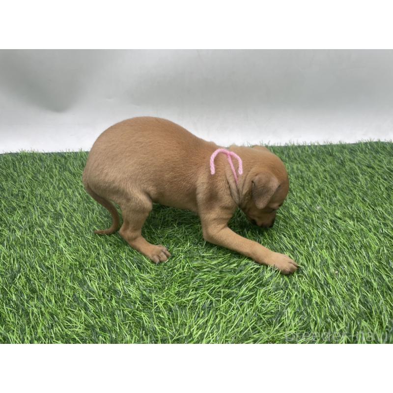 販売中の愛知県のイタリアングレーハウンド(イタグレ)-439901の3枚目