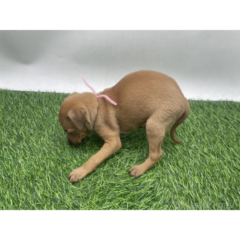 販売中の愛知県のイタリアングレーハウンド(イタグレ)-439901の2枚目