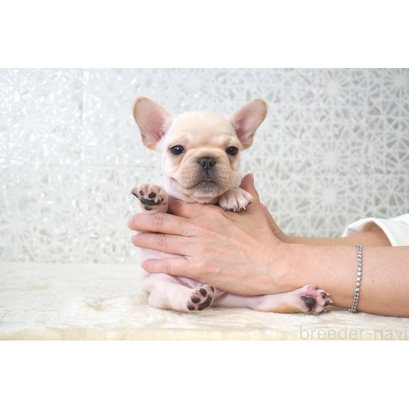 販売中の東京都のフレンチブルドッグ-439903の1枚目
