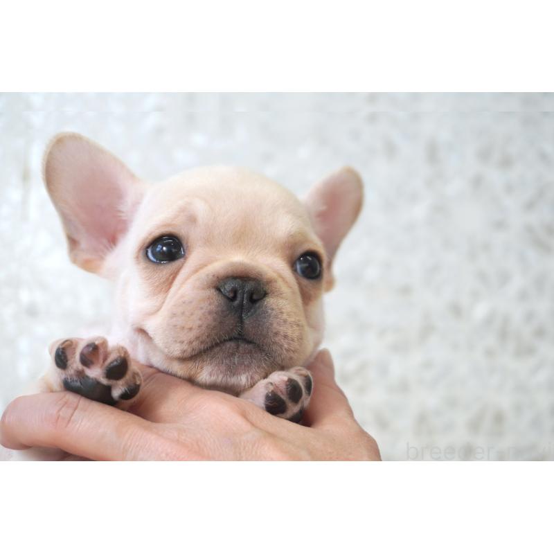販売中の東京都のフレンチブルドッグ-439903の8枚目