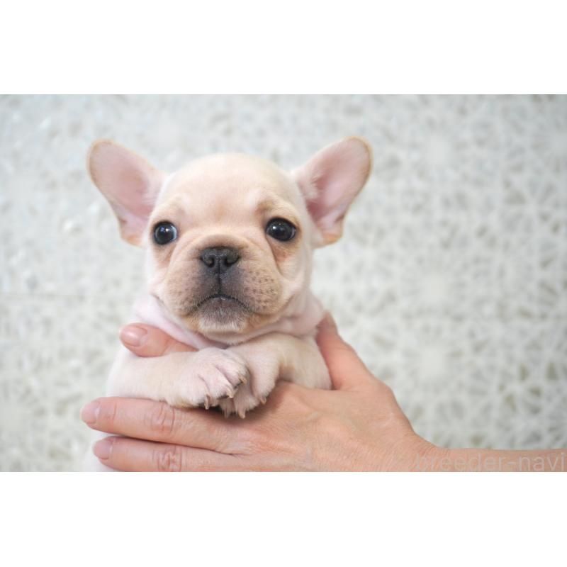 販売中の東京都のフレンチブルドッグ-439903の7枚目