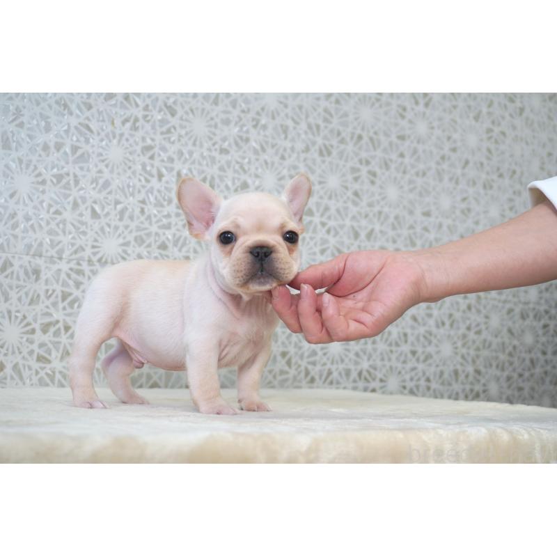 販売中の東京都のフレンチブルドッグ-439903の6枚目