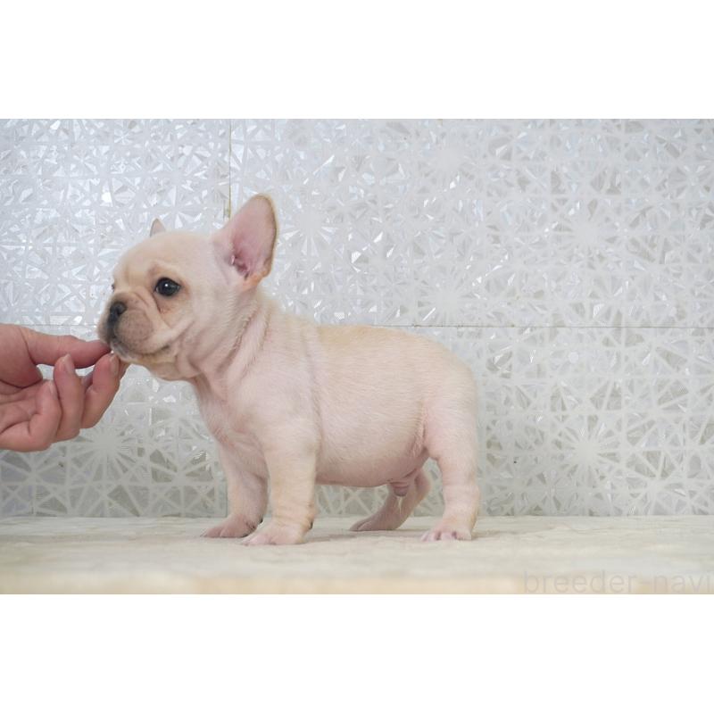 販売中の東京都のフレンチブルドッグ-439903の5枚目