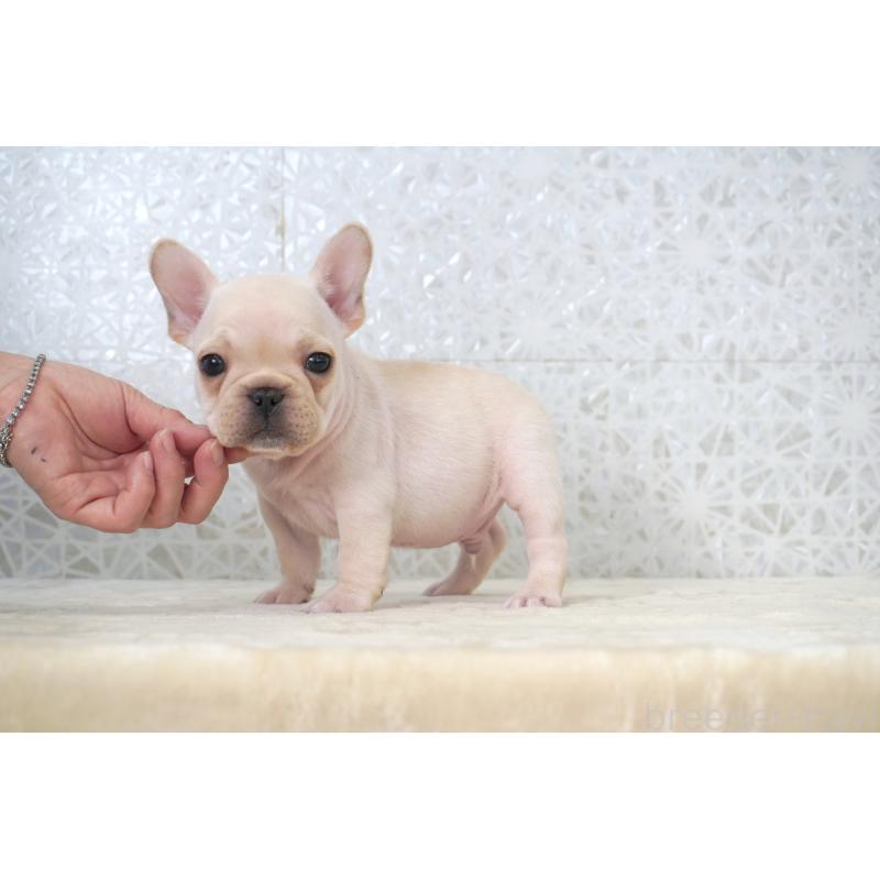 販売中の東京都のフレンチブルドッグ-439903の4枚目