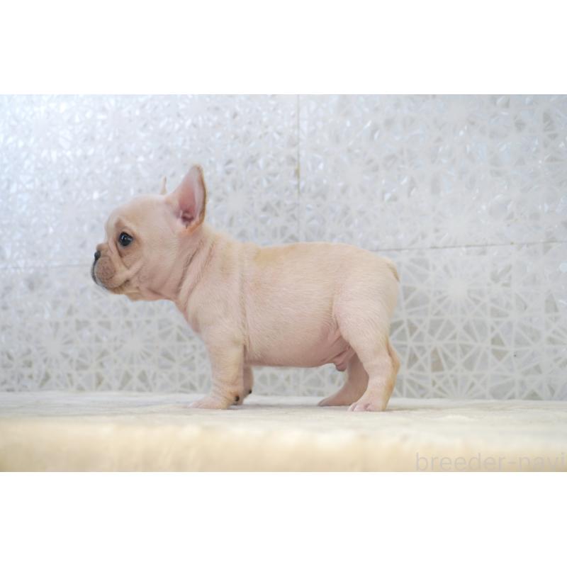 販売中の東京都のフレンチブルドッグ-439903の3枚目
