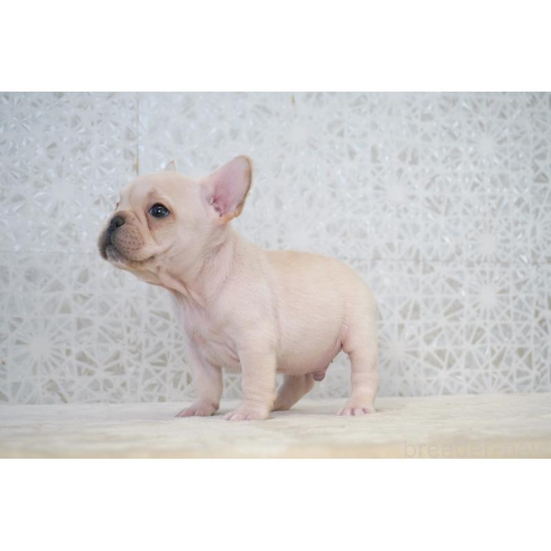 販売中の東京都のフレンチブルドッグ-439903の2枚目