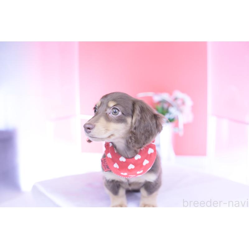 商談中の愛知県のカニンヘンダックスフンド(ロングヘアード)-428205の6枚目