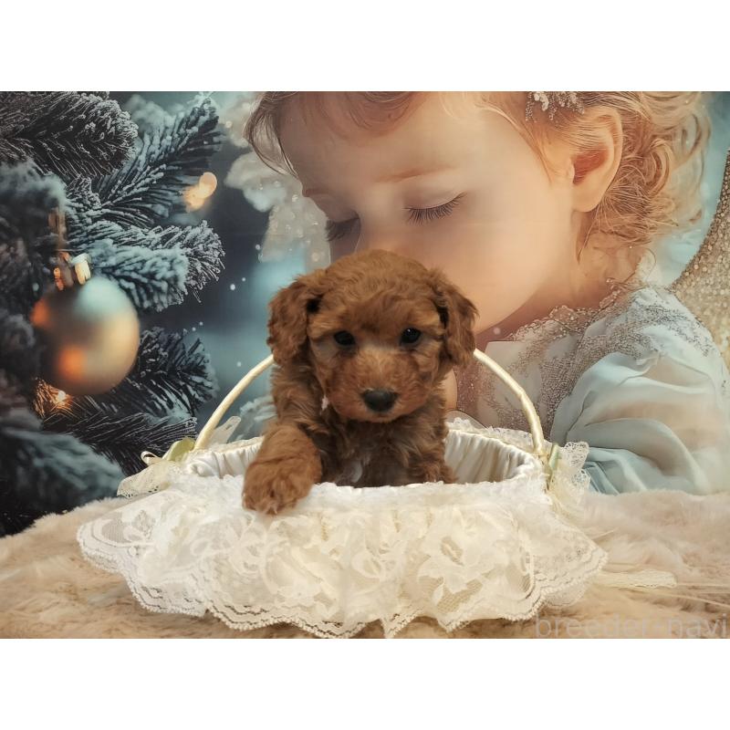 成約済の北海道のミックス犬-436905の2枚目