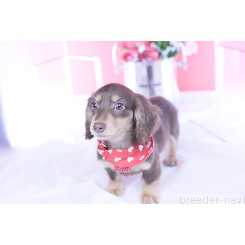 商談中の愛知県のカニンヘンダックスフンド(ロングヘアード)-428205の3枚目