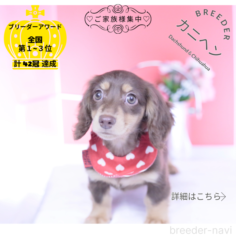 販売中ののカニンヘンダックスフンド(ロングヘアード)-428205