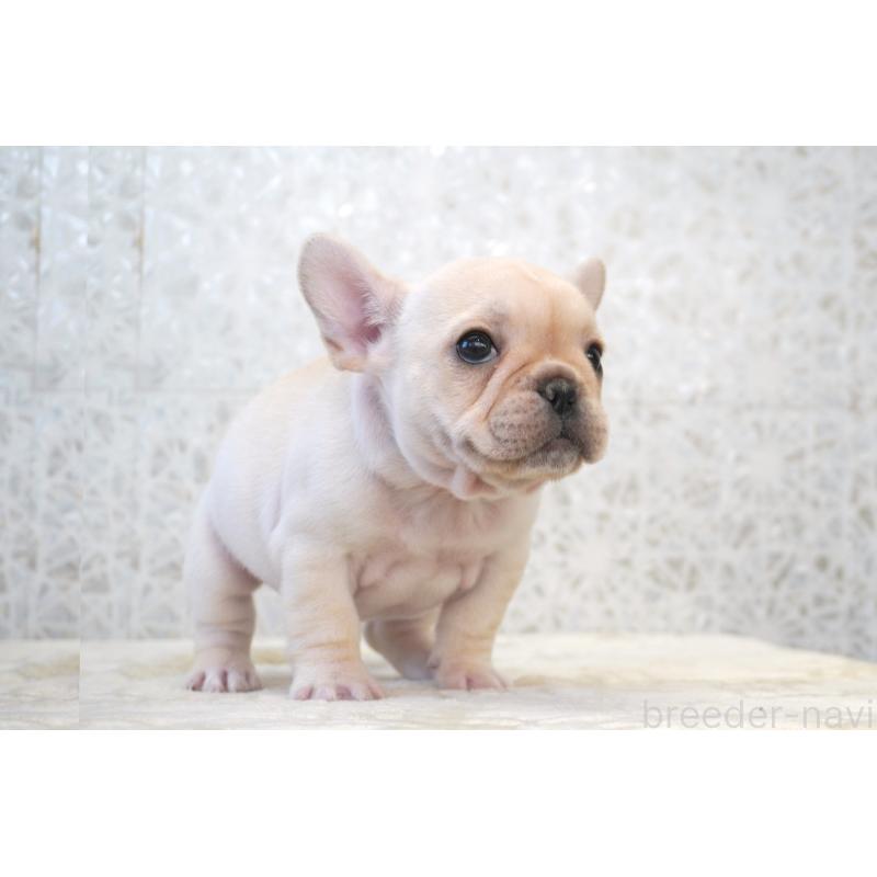 販売中の東京都のフレンチブルドッグ-439904の1枚目