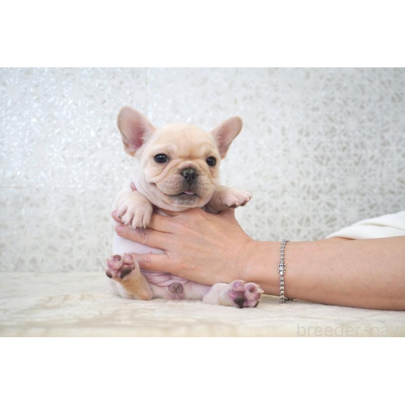 販売中の東京都のフレンチブルドッグ-439904の9枚目