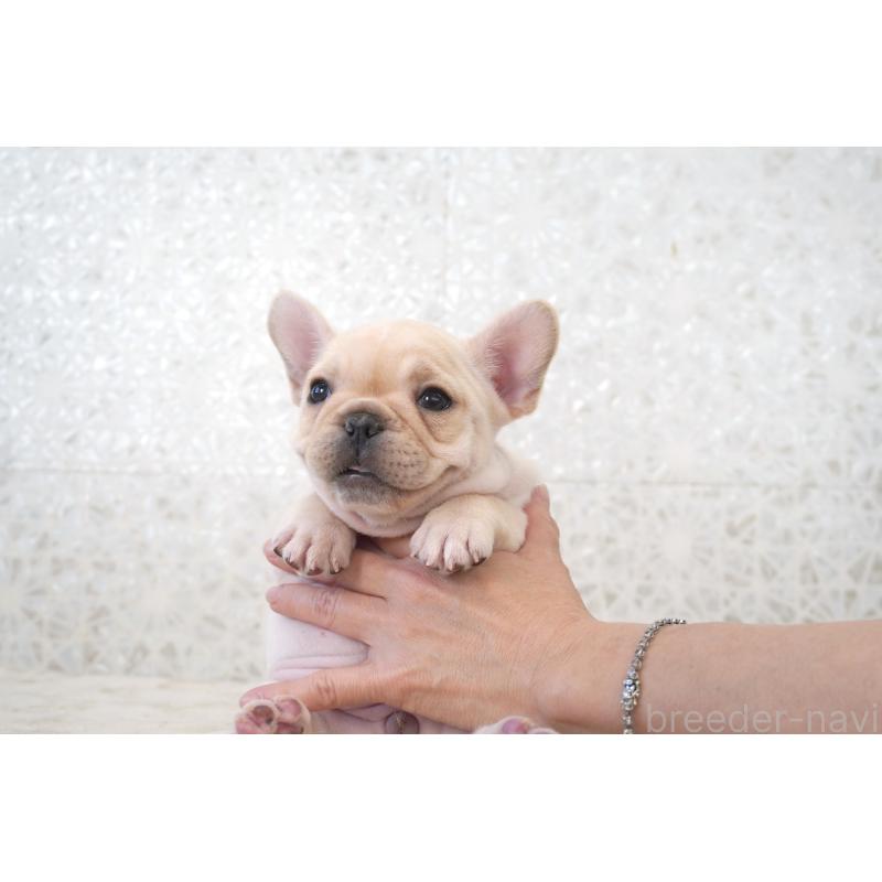 販売中の東京都のフレンチブルドッグ-439904の8枚目