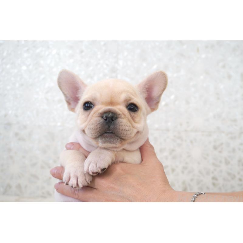 販売中の東京都のフレンチブルドッグ-439904の7枚目