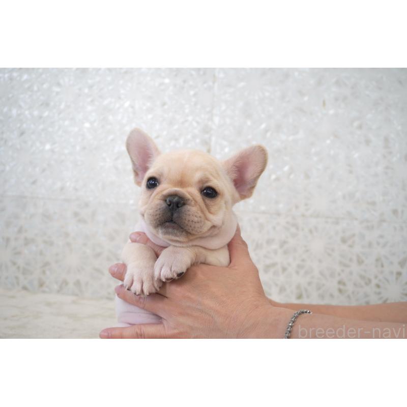 販売中の東京都のフレンチブルドッグ-439904の6枚目