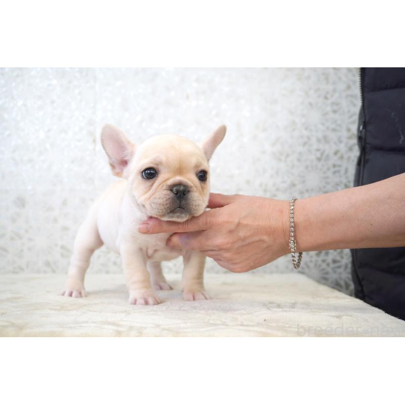 販売中の東京都のフレンチブルドッグ-439904の5枚目