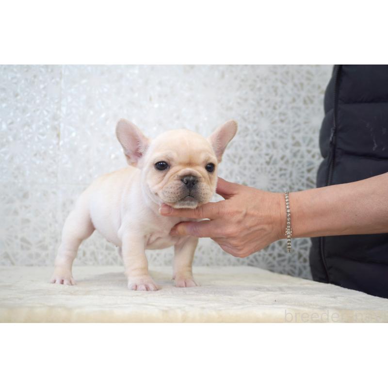 販売中の東京都のフレンチブルドッグ-439904の4枚目