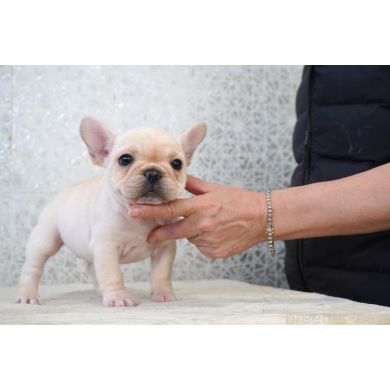 販売中の東京都のフレンチブルドッグ-439904の3枚目