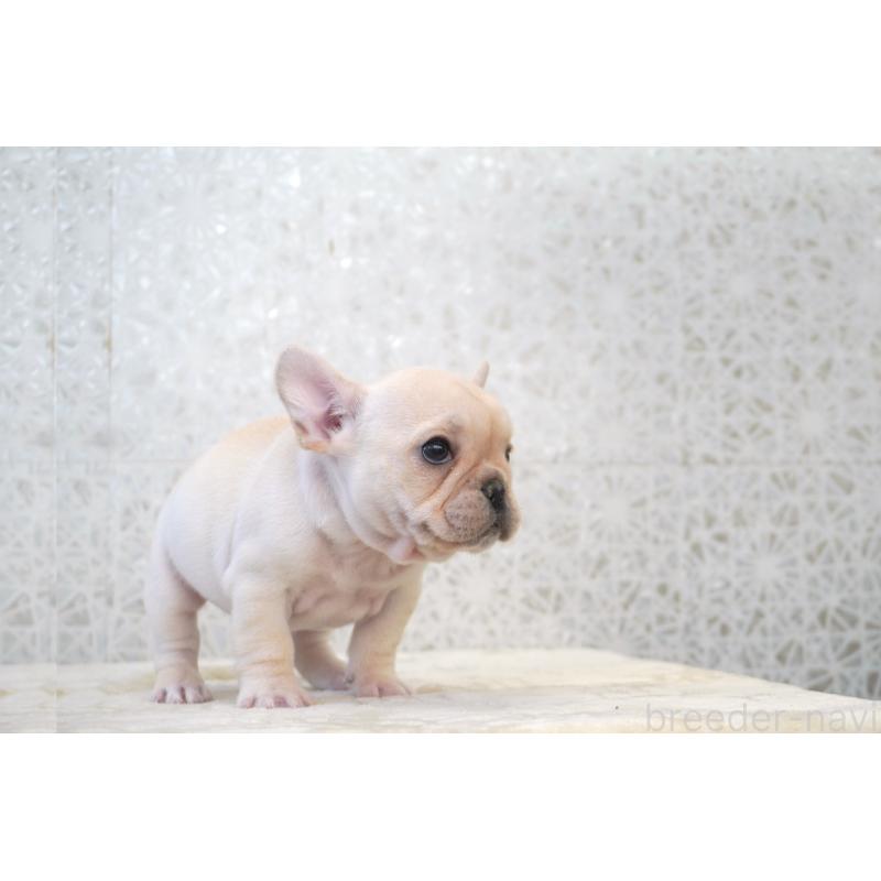 販売中の東京都のフレンチブルドッグ-439904の2枚目