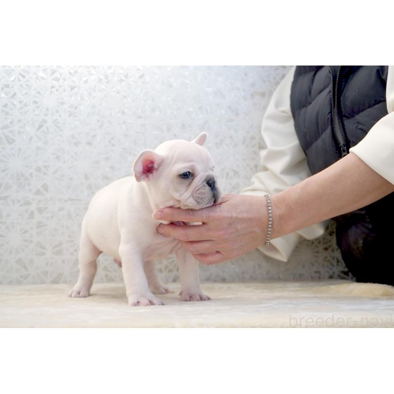 販売中の東京都のフレンチブルドッグ-439905の7枚目