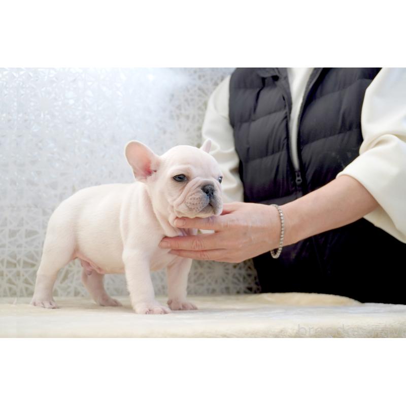 販売中の東京都のフレンチブルドッグ-439905の6枚目
