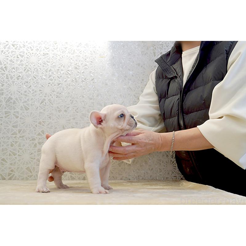 販売中の東京都のフレンチブルドッグ-439905の5枚目